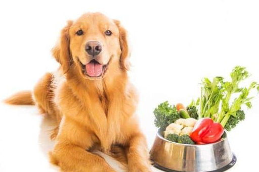 什么是狗狗的有机食物？应该给狗狗喂什么食物才是最好的？